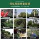 Cyclazine is specially used to remove weeds and rotten roots of large bamboo trees to clear up wasteland.
