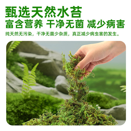 干苔藓蝴蝶兰专用水苔爬宠乌龟冬眠垫材种植营养土乌龟窝造景青苔 - 图1