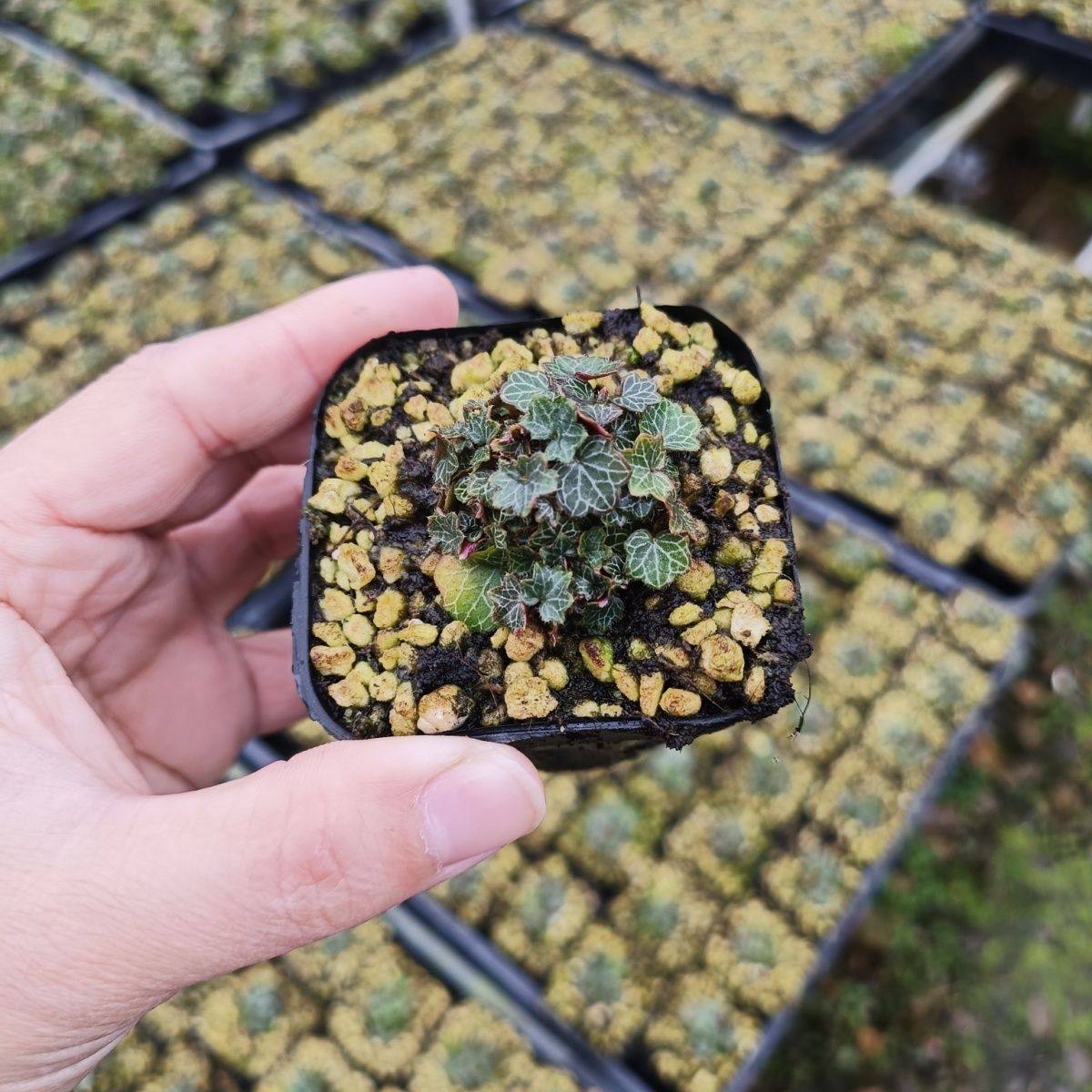 日本姬虎耳七变化御所车好养室内桌面小盆栽四季常青微型绿植盆景,淘宝优惠券,粉丝福利购,淘宝优惠卷