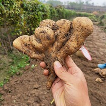 Hubei Wucao Zhengzong Buddhas hand yam freshly discovered Huai Mountain Drug farm special production wild PK Iron Stick Yam