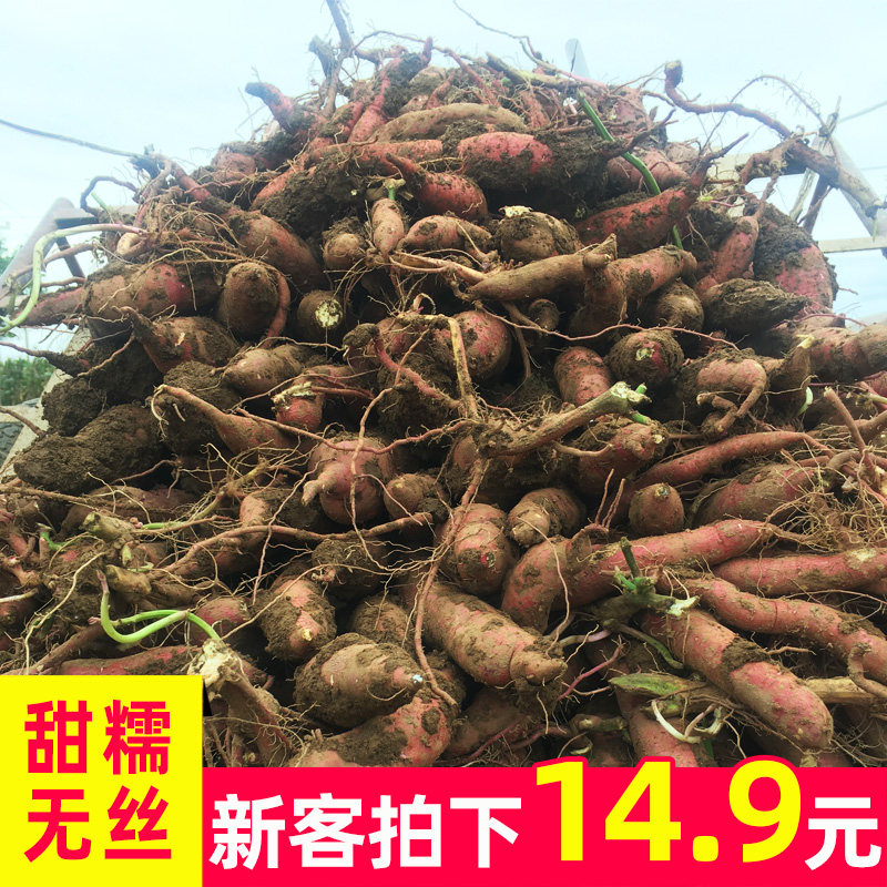 陕西虢王小番薯板栗小新鲜10红薯 西府关中缘番薯