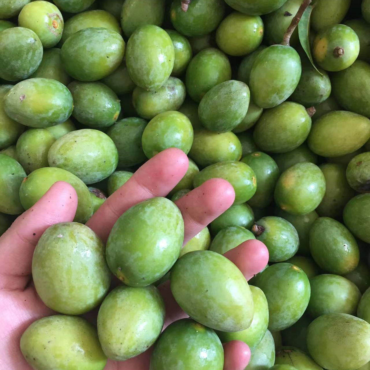 2025新鲜现摘青橄榄青果上市白榄生橄榄孕妇煲汤泡茶包邮原味酸涩,淘宝优惠券,粉丝福利购,淘宝优惠卷