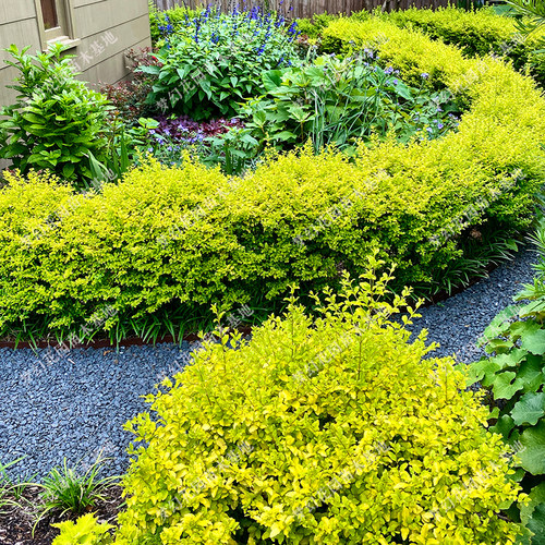 亮晶女贞球树苗棒棒糖树球型植物造型树庭院花境色块亮金女贞小苗 - 图1