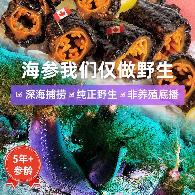 加拿大进口红参旗舰店孕妇野生海参 娇燕海外干品/即食海参
