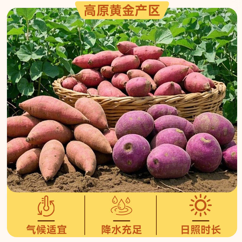 红薯条紫薯条地瓜条干番薯干农家自制即食解馋小零食休闲小吃食品