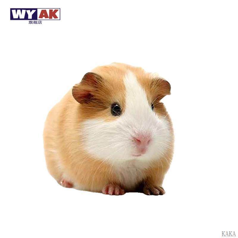 荷兰猪活物宠物卡皮巴拉鼠豚鼠兔彩兔幼崽疫苗已打过,淘宝优惠券,粉丝福利购,淘宝优惠卷