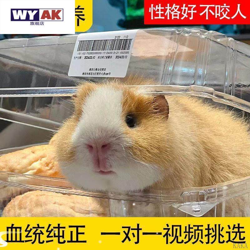 荷兰猪活物宠物卡皮巴拉鼠豚鼠兔彩兔幼崽疫苗已打过,淘宝优惠券,粉丝福利购,淘宝优惠卷