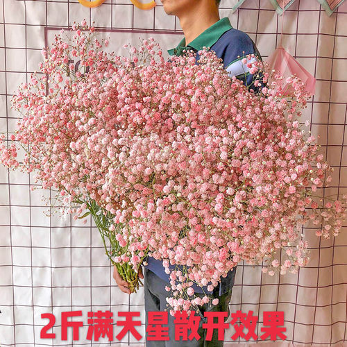 满天星2斤超大束干花花束勿忘我家用客厅家居摆件生日鲜花装饰 - 图0