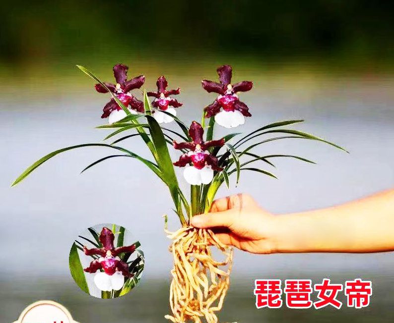 浓香型草金边矮种兰花苗四季开花室内盆栽绿植花卉好养-图1