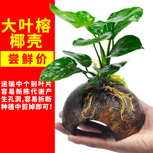 椰壳水草水草躲避屋懒人沉木水草鱼缸植物草缸造景真水草后景阴性 - 图0