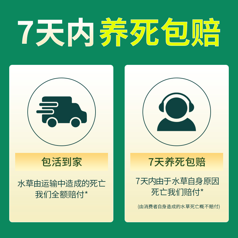 阿根廷皇冠鱼缸造景九冠水草大叶细叶铁皇冠挺水植物水上阴性淡水 - 图0