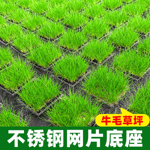 前景草爬地矮珍珠鱼缸水草植物真草活净水阴性草新手无菌杯牛毛 - 图3