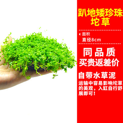 前景爬地矮珍珠鱼缸水草造景植物真草活净水阴性草牛毛新手鹿角苔 虎窝淘