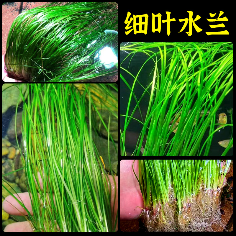 细叶水兰水草植物鱼缸造景丝带水兰ADA造景专用无co2新手阴性真草