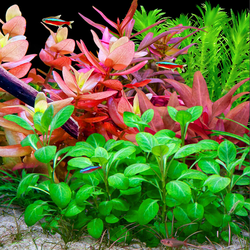 水草植物鱼缸造景真草水培蜈蚣草阴性净水培菌定植水榕新手全套餐 - 图3