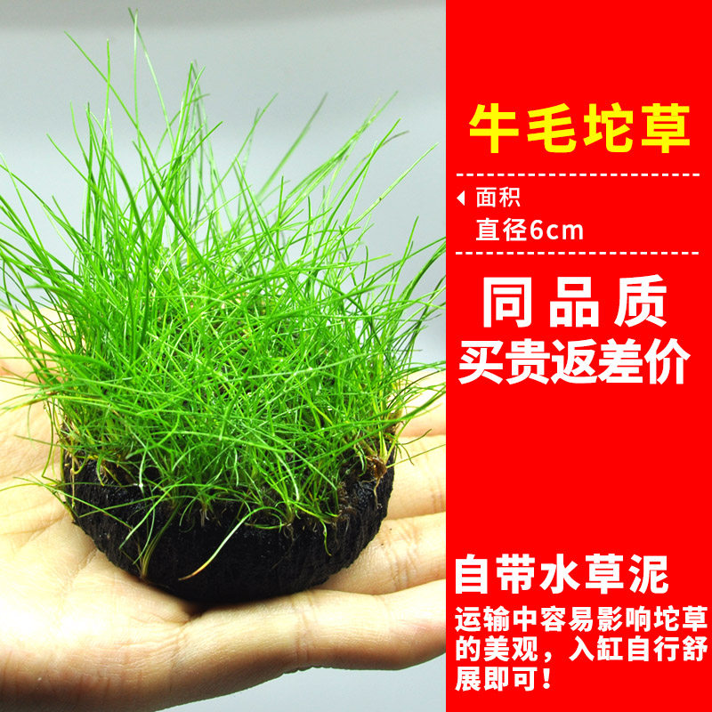 前景爬地矮珍珠真草活净水牛毛水草 前景水草到家包活买三送一 花百年旗舰店 淘优券 前景爬地矮珍珠真草活净水牛毛水草 前景水草到家包活买三送一 花百年旗舰店 淘优券