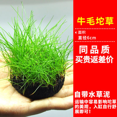前景爬地矮珍珠鱼缸水草造景植物真草活净水阴性草牛毛新手鹿角苔 虎窝淘