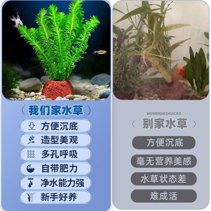 火山石水草植物鱼缸造景水培阴性蜈蚣草绿菊真草摆件水族箱全套餐