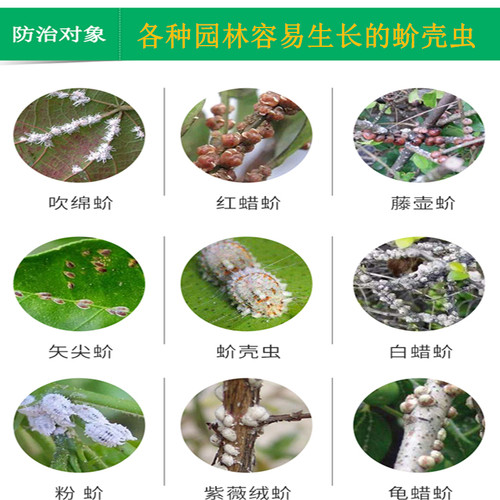 勇冠22.4%螺虫乙酯蚧壳虫虫卵双杀园林苗木果树蚧壳虫专用杀虫剂 - 图1