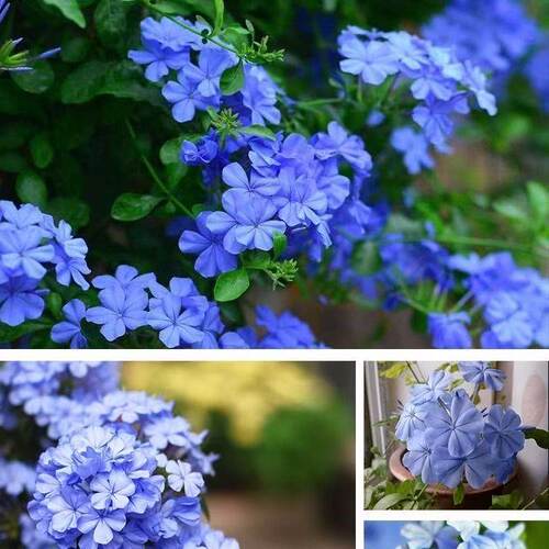 蓝雪花绿植盆栽室内室外阳台绿植开花净化空气美观庭院爬藤植物 - 图3
