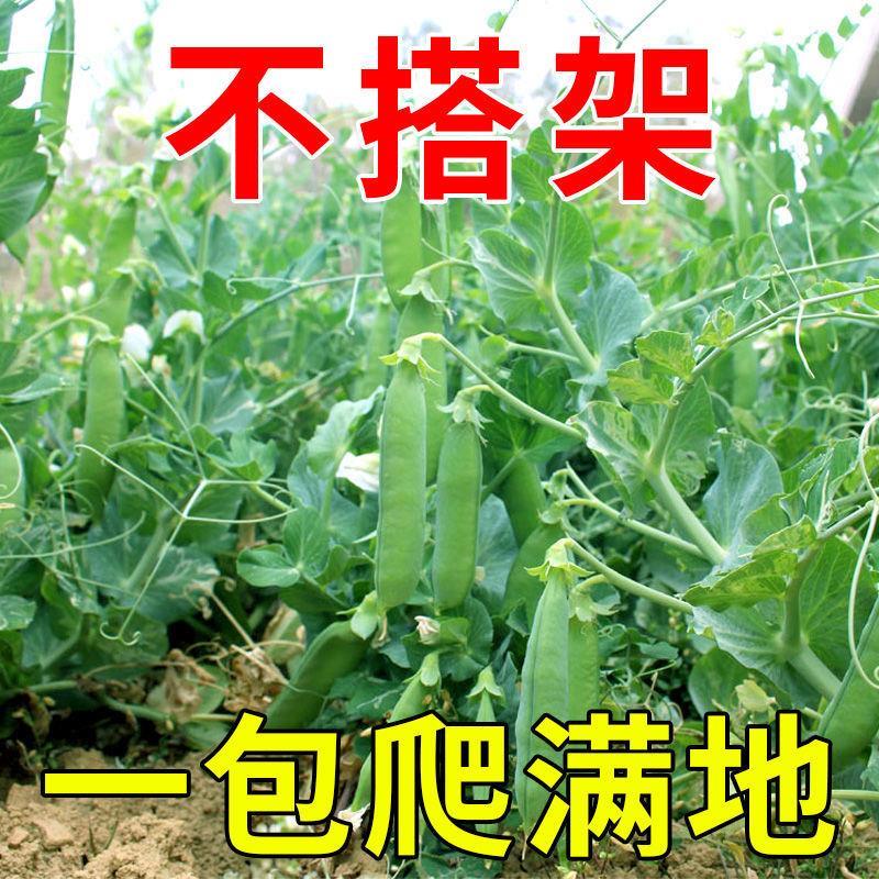 甜豌豆种种子懒人不搭架四季早熟豌豆尖豆种子蔬菜种子高产蔬菜-图0