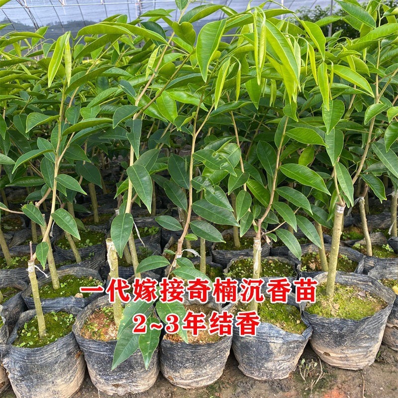 奇楠沉香树苗正宗越南奇楠小苗沉香实生树苗名贵树苗绿化树苗盆栽-图3