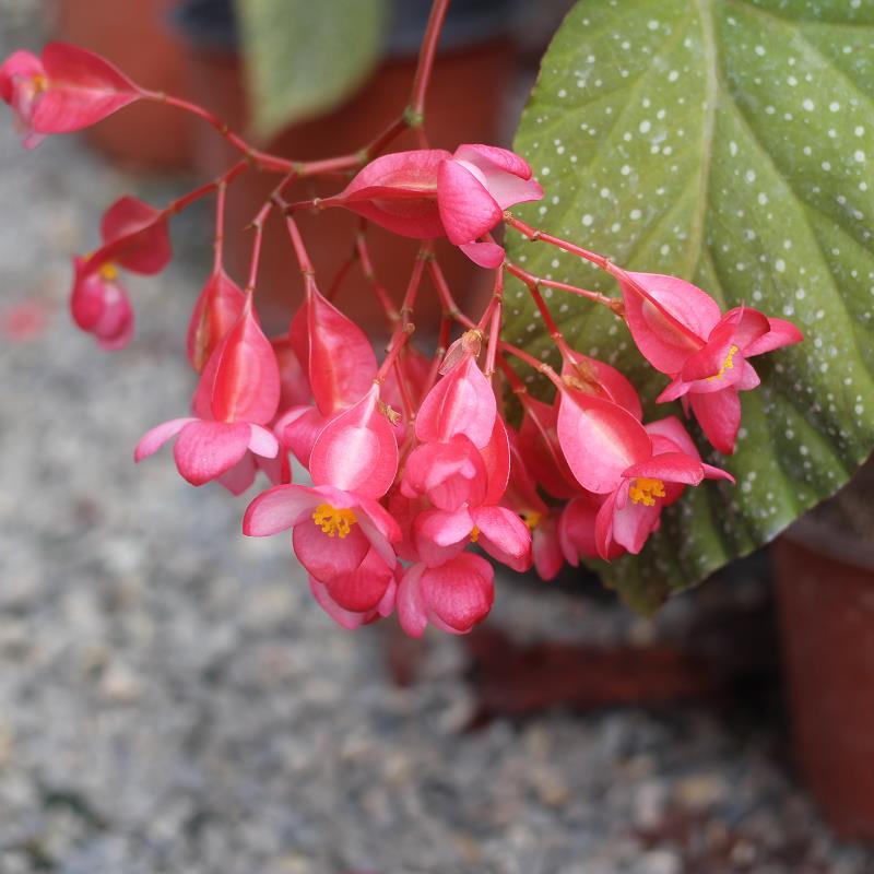 四季开花竹节海棠秋海棠 盆栽花卉观花植物促销包邮室内迷你盆栽 - 图1