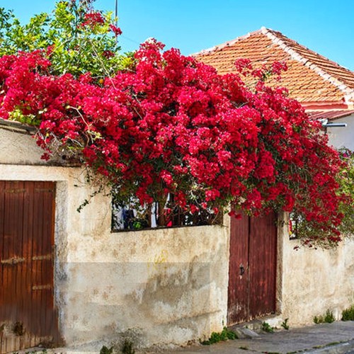巴西三角梅爬藤植物带花卉盆栽安格斯重瓣老桩室内外庭院四季开花