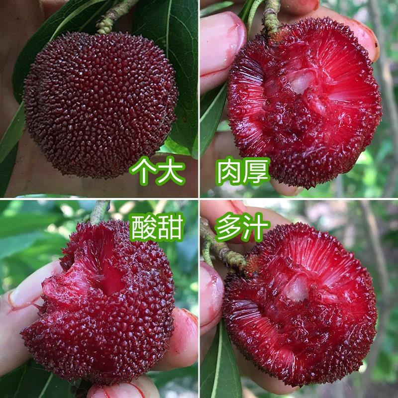 东魁杨梅树树苗嫁接特大仙居杨梅苖南北方种植果树苗种植当年结果