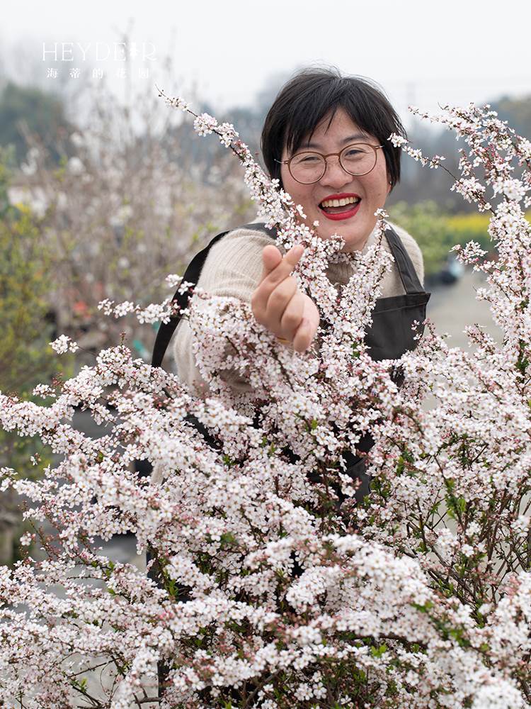 海蒂的花园重瓣绣线菊黄金喷泉喷雪花溲疏雪樱花耐寒耐冻花卉室外 - 图0