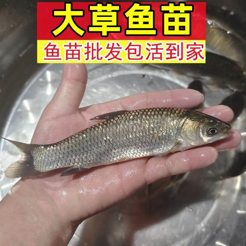 草鱼苗特大一斤半草鱼苗淡水养殖食用脆肉皖鱼好养小鱼苗活鱼 - 图2