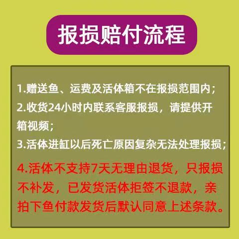 鸿运当头鱼观赏鱼鹤顶红狮子头金鱼活鱼丹顶冷水鱼淡水好养锦鲤鱼 - 图1