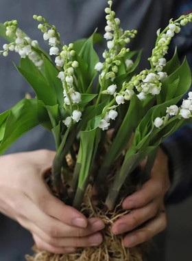 带芽铃兰花15颗球根耐寒庭院阳台网红手捧花浓香风信子易活花卉