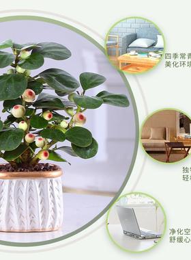 小盼菩提树盆栽四季常青好养活办公室内桌面植物花卉招财盆景