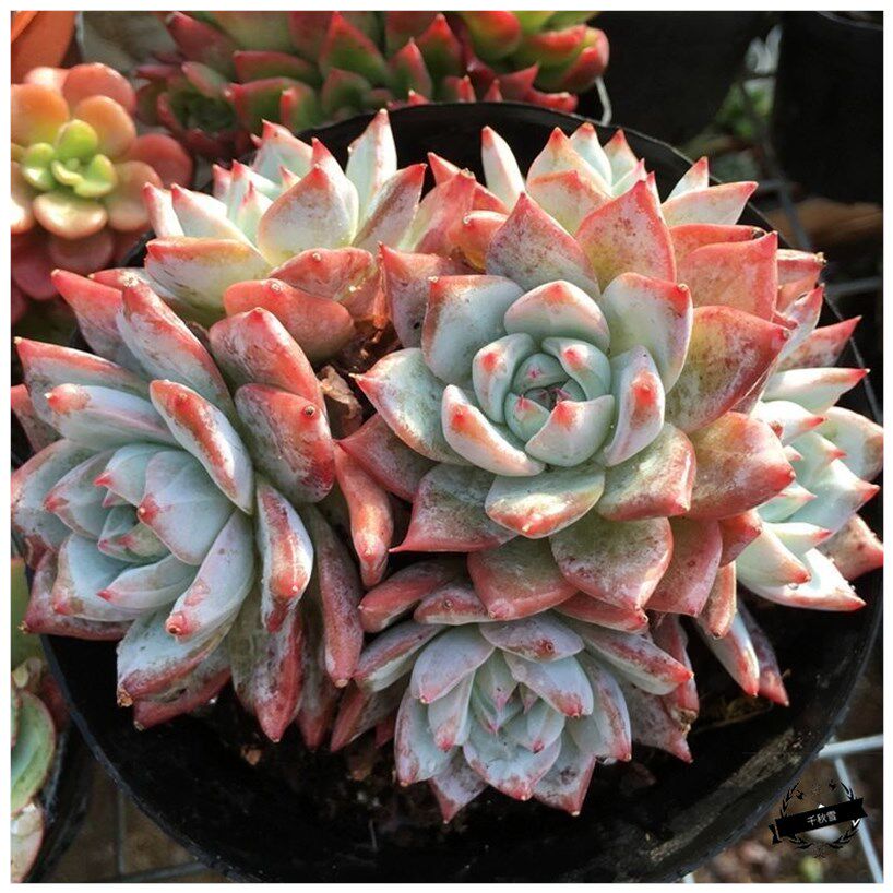 多肉好养 新人首单立减十元 21年7月 淘宝海外