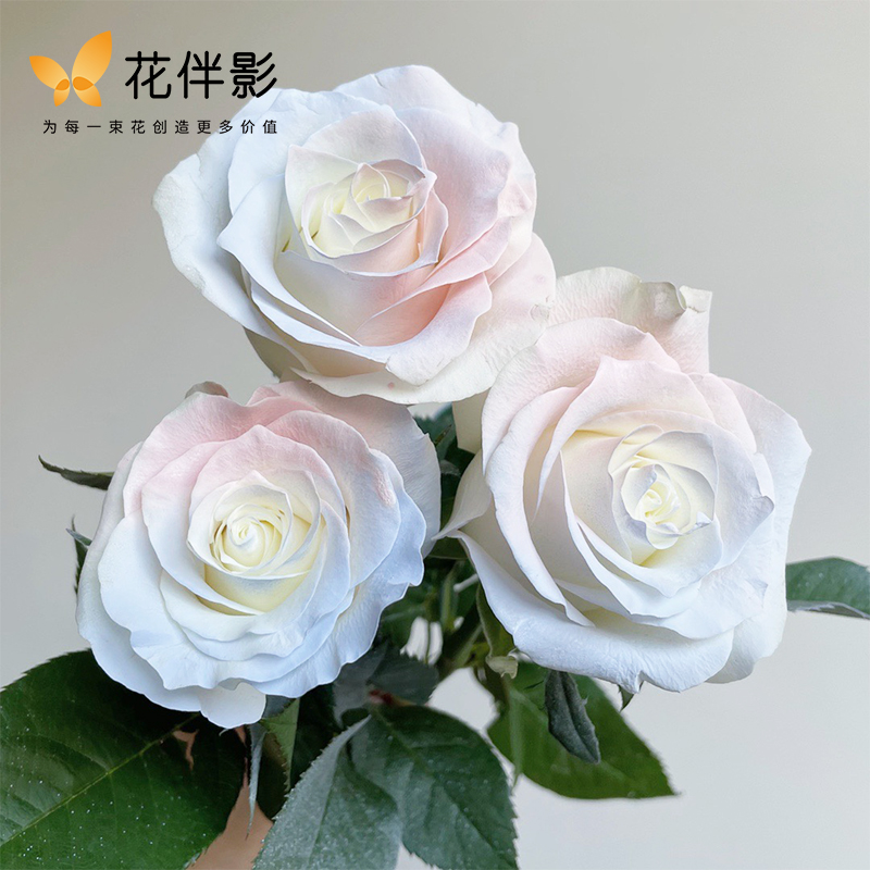 网红鲜花喷漆星乐碎冰蓝喷色剂自喷雾彩喷着色剂花艺包装材料用品-图1