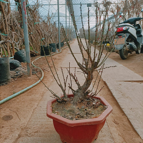 耐寒梅花盆栽原生骨里红树梅苗绿梅盆景庭院阳台植物老桩腊梅花苗 - 图1