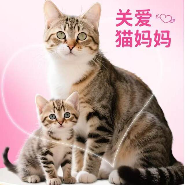 ອາຫານແມວແຊ່ແຂງສໍາລັບແມວເພດຍິງໃນໄລຍະຖືພາ, ຫລັງເກີດລູກແລະ lactation. ອາຫານນົມແມ່ແມວ, ອາຫານກັກຂັງ, ຫຼັງຈາກແມວເຕັມເດືອນ.