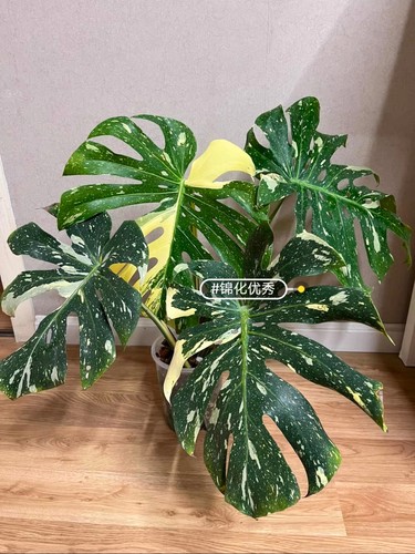 洒金龟背竹龟背竹阴阳焦糖布丁盆栽室内观叶绿植锦化植物净化空气 - 图0