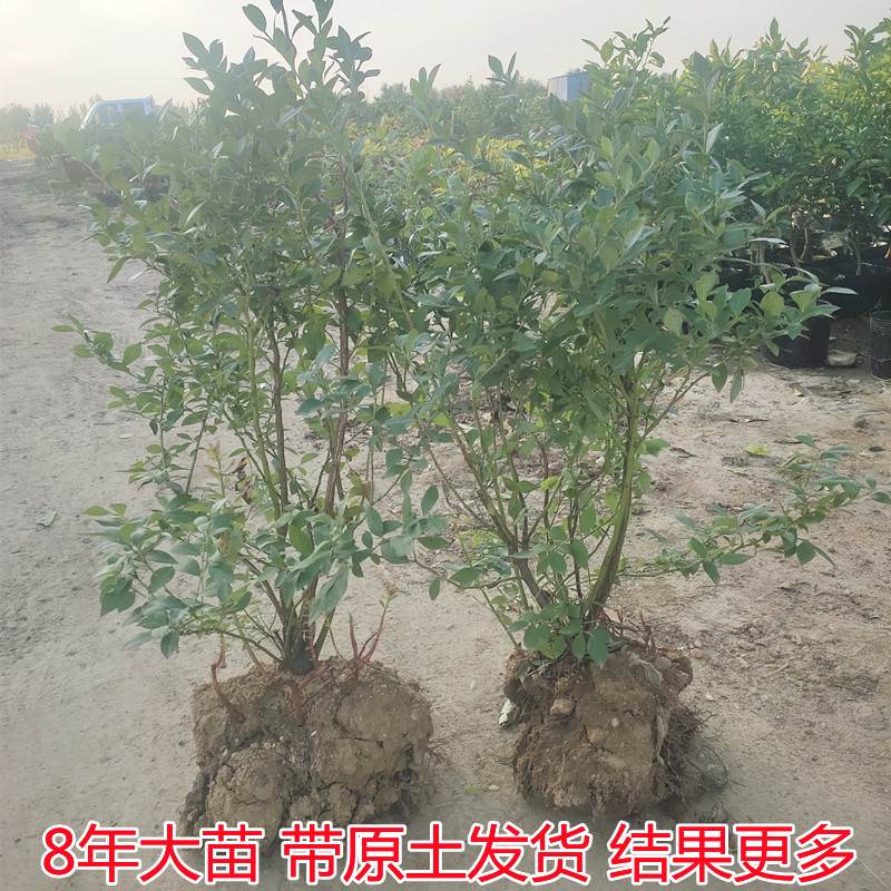 蓝莓树果苗带土南方北方种植特大盆栽地载当年结果奥尼尔蓝莓树苗-图2