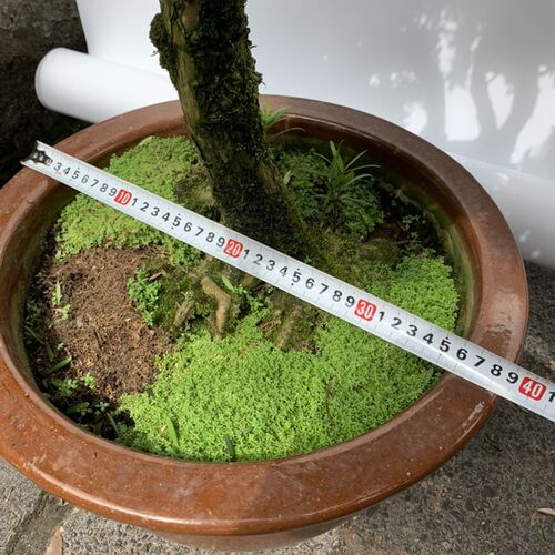 极速雀舌罗汉N松盆景成品 - 图1