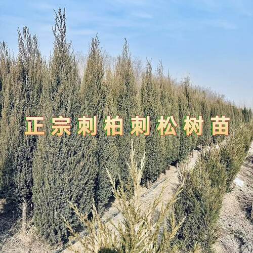 刺柏刺松塔松绿化树苗现挖现发带土球园林耐寒行道刺柏树四季长青 - 图0