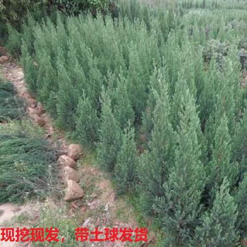 刺柏刺松塔松绿化树苗现挖现发带土球园林耐寒行道刺柏树四季长青 - 图3