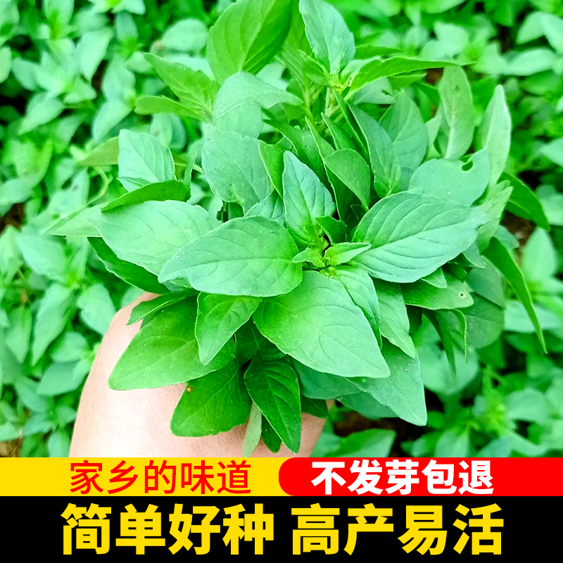 荆芥菜种籽河南大叶金苋菜荆棘蔬菜种子孑四季播种菜籽空心菜种籽 - 图0