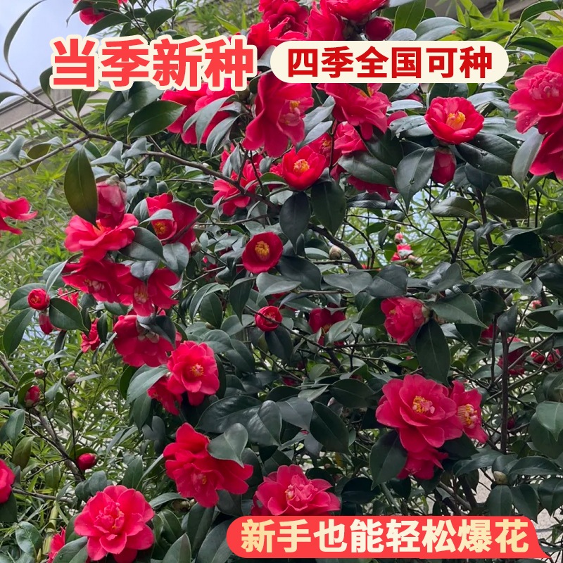 山茶花种籽子花卉种子花木种子林木种子盆栽山茶花树四季易种种籽 - 图1