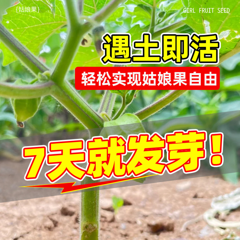 姑娘果种籽超甜特大果种子东北黄菇娘果阳台盆栽庭院奇异水果种孑,淘宝优惠券,粉丝福利购,淘宝优惠卷