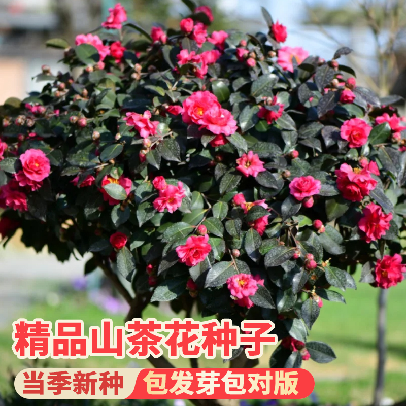 山茶花种籽子花卉种子花木种子林木种子盆栽山茶花树四季易种种籽 - 图0