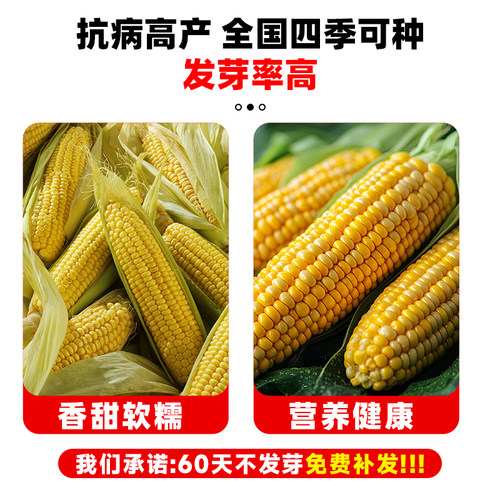 东单6531杂交玉米种子国审大棒高产稳产抗病大田优质玉米种籽孑 - 图1