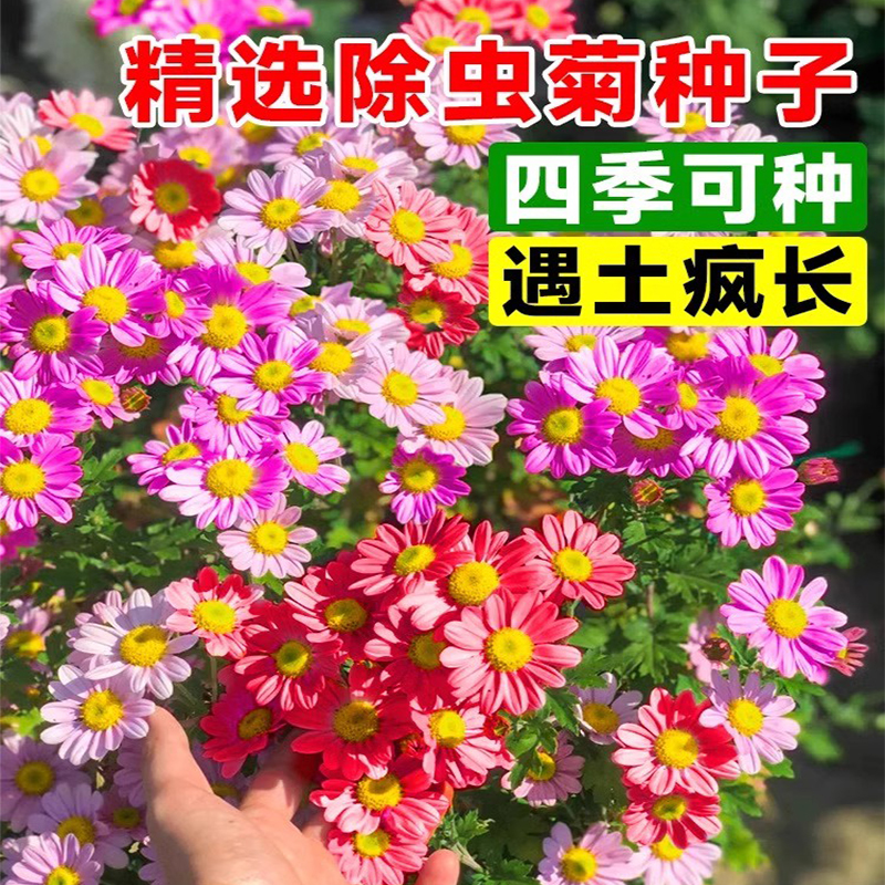 除虫菊花种籽子混色驱蚊植物盆栽花种四季播开花庭院阳台花卉种孑 - 图0