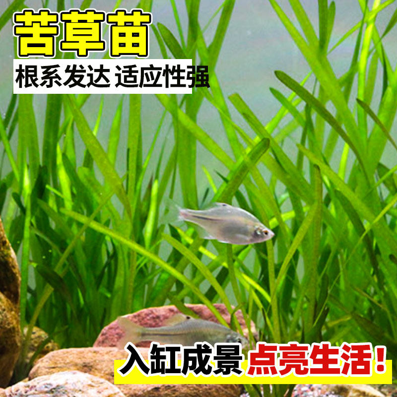 水生植物苦草苗四季鱼缸真水草净化水质池塘湖绿化虾蟹养殖苦草苗,淘宝优惠券,粉丝福利购,淘宝优惠卷